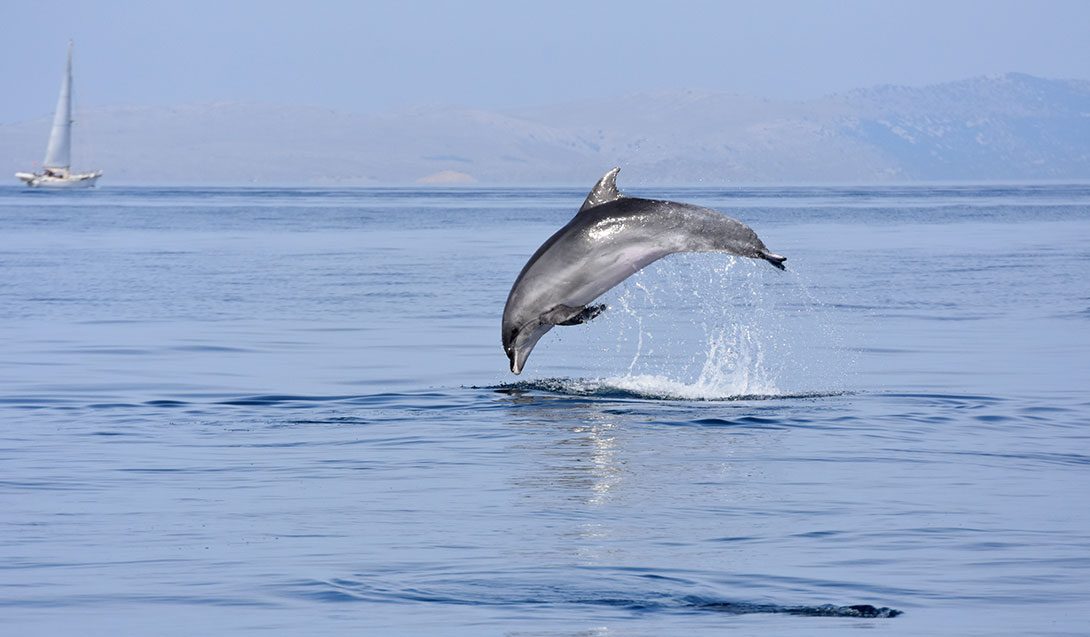 Dolphin Observation Zone