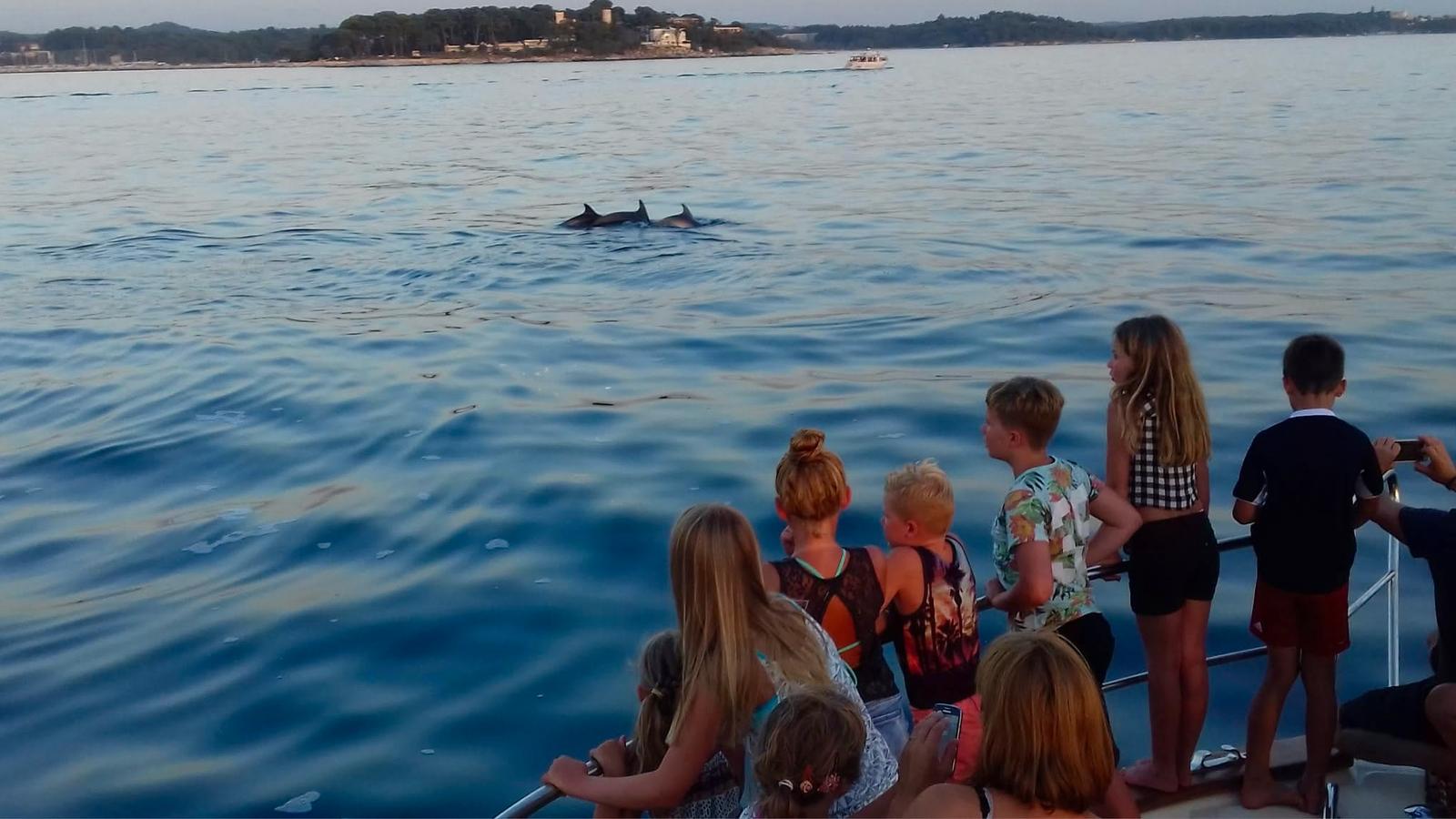 Your experience at Novigrad Dolphin Tour