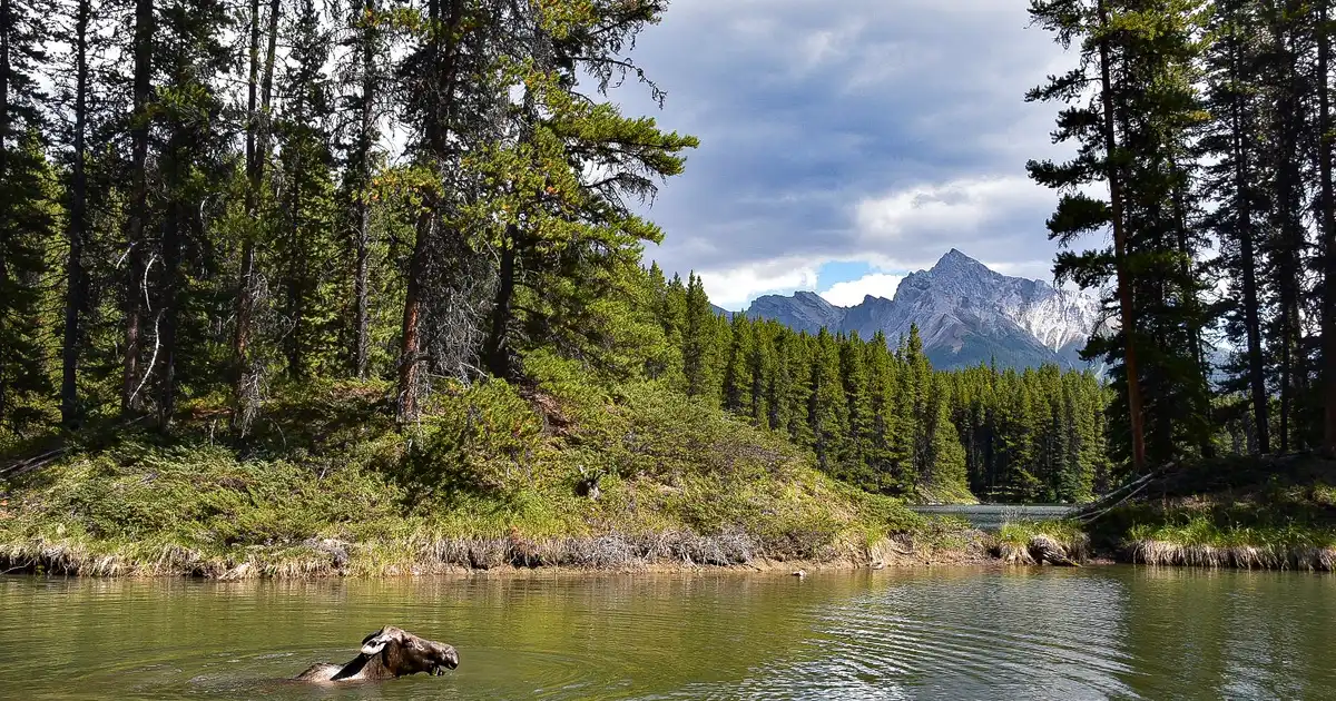 Moose Lake Loop Trail