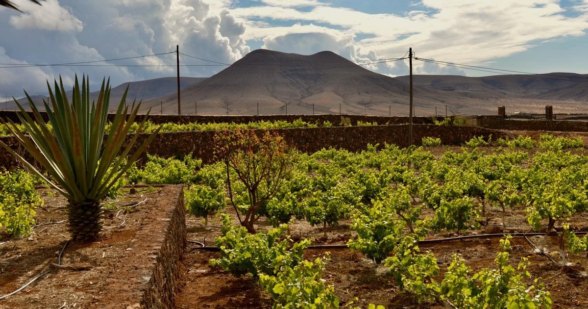 Wine Tasting Fuerteventura Experience