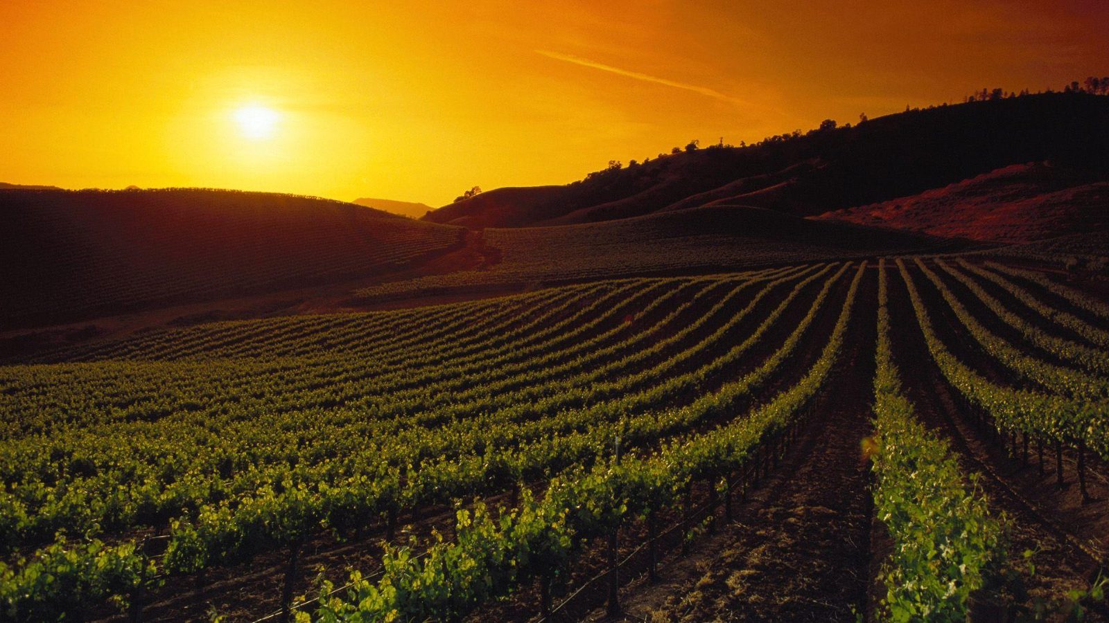 What Not to Miss in Napa Valley