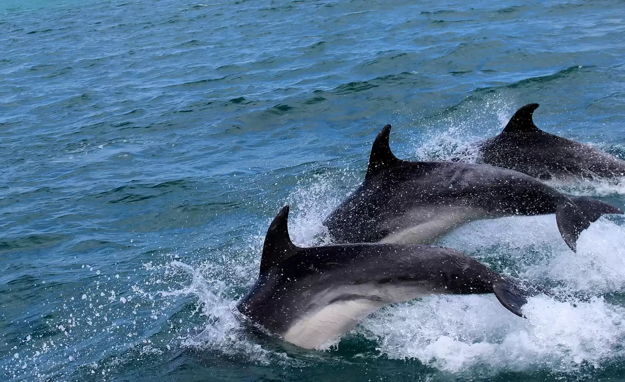 Dolphin Watching Adventure in Estepona Bay