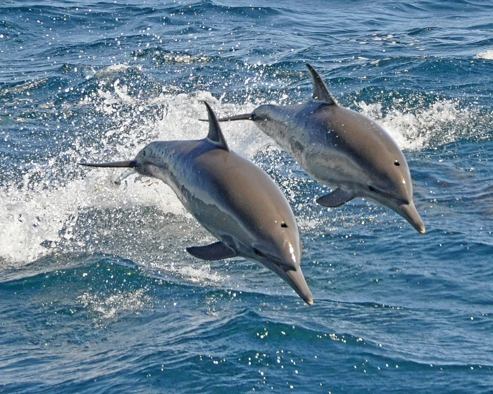 Where Can You Swim With Dolphins in Spain