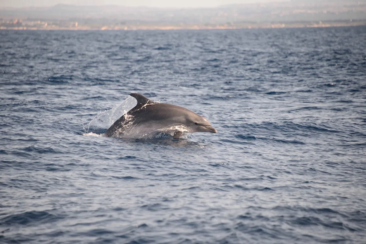 Dolphin Shows in Spain