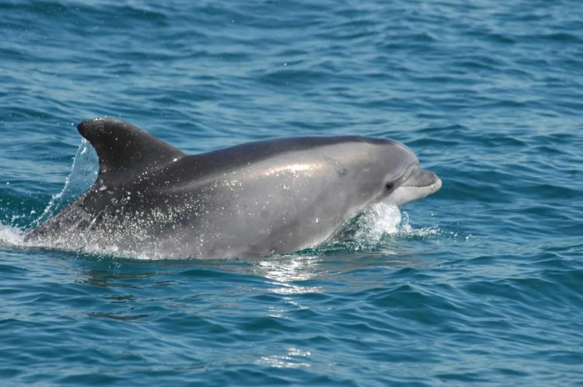 Are There Dolphins in Spain
