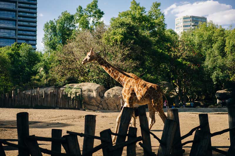Chapultepec Zoo