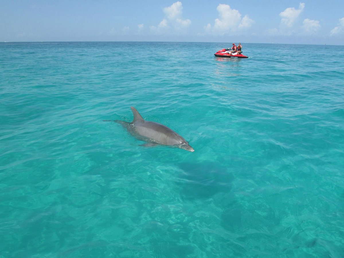 Dolphin Spotting