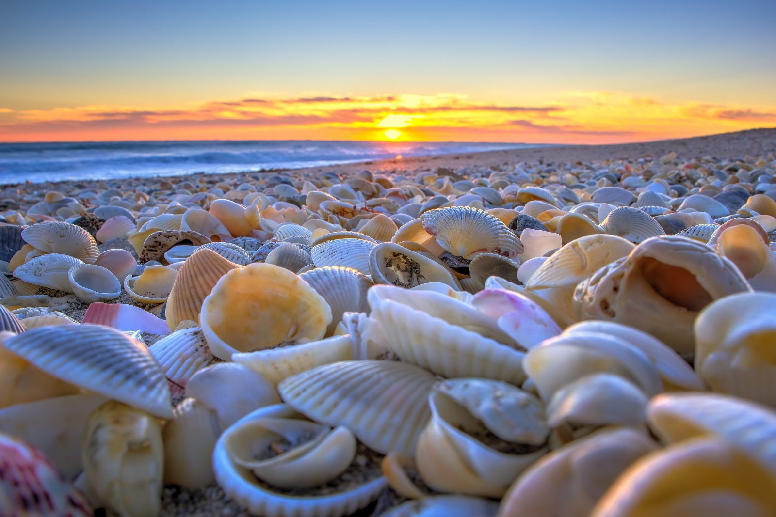 Shell Collecting