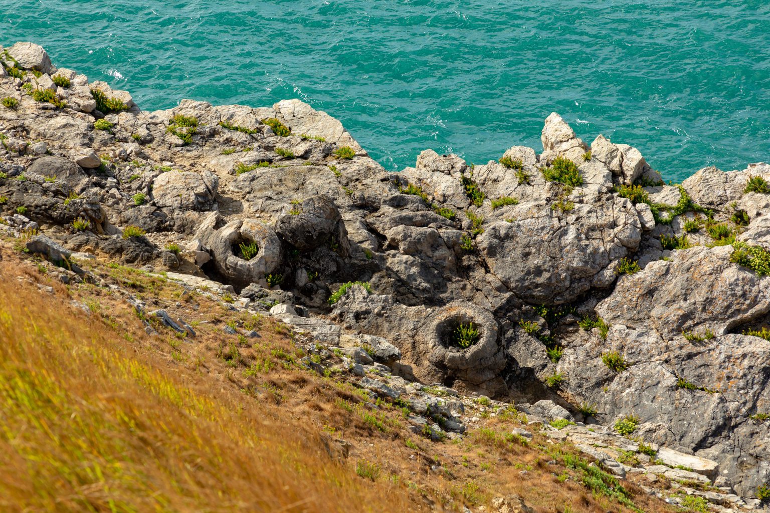 Fossil Forest