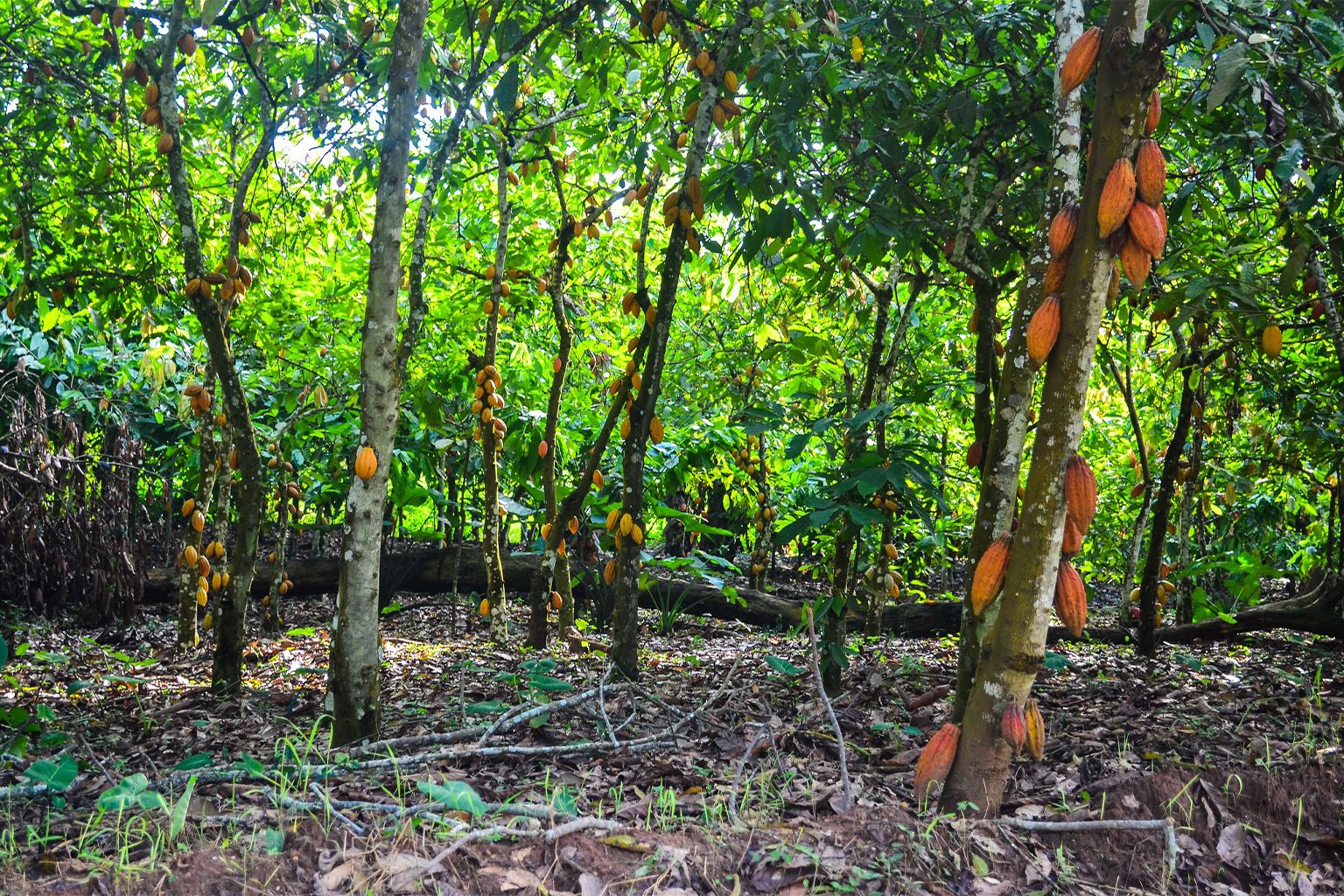 Cacao Plantation Area