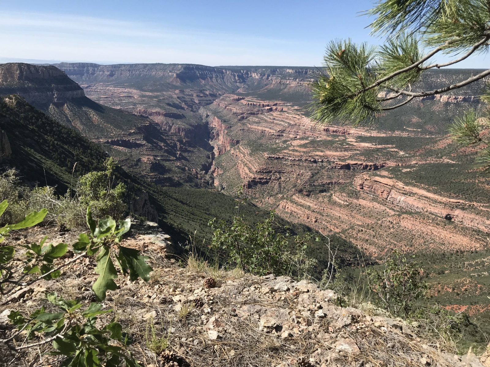Kaibab National Forest