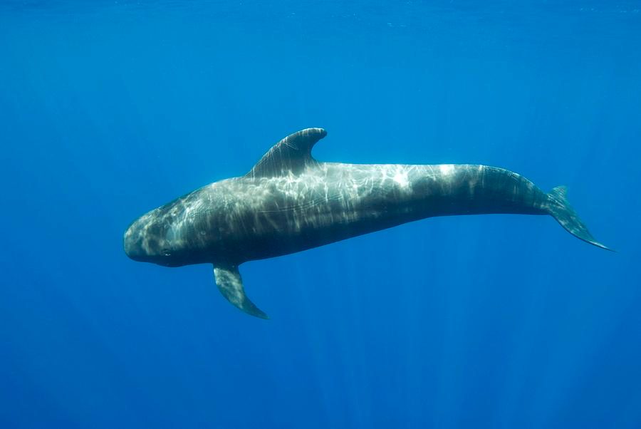 Pilot Whales
