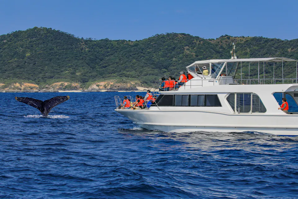 Whale Watching Japan