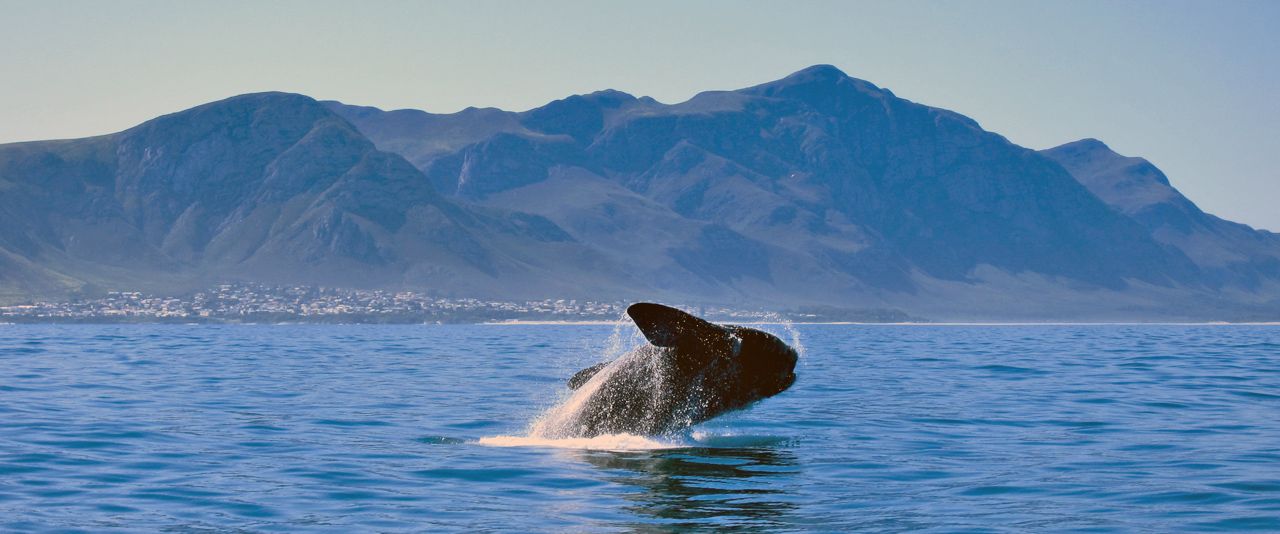Whale Watching Kapstadt