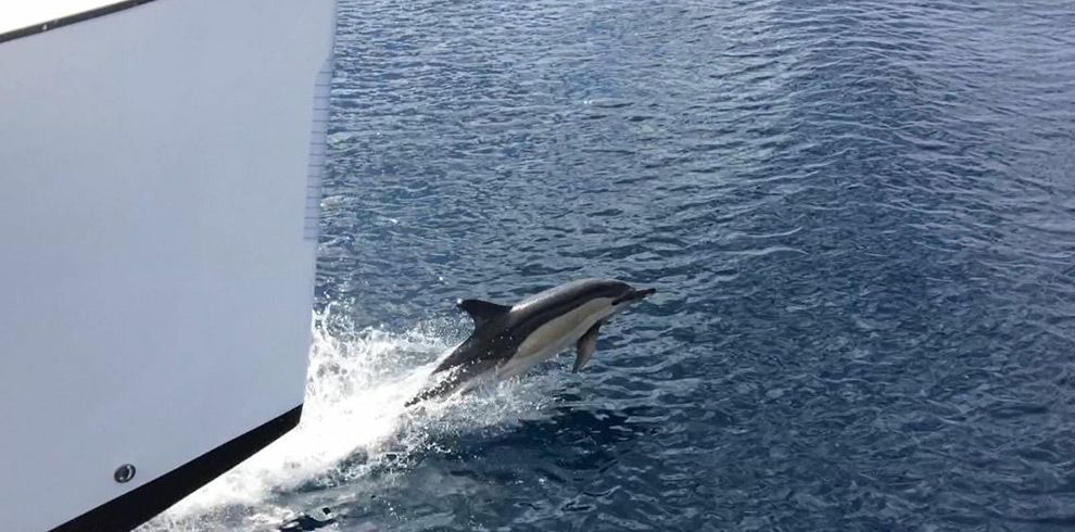 Whale Watching Lanzarote Playa Blanca