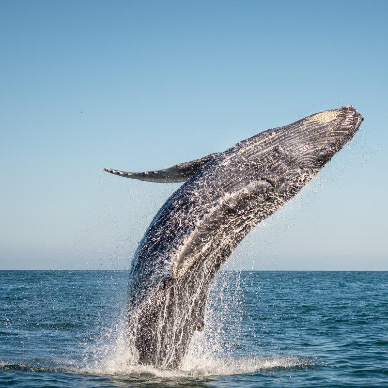 Atlantic Cetacean Zones