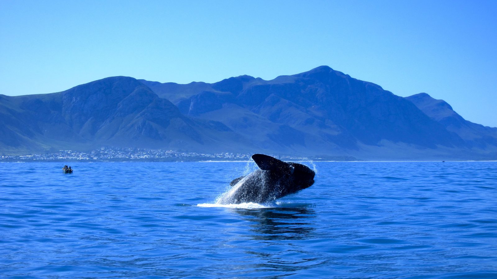 Marine Life Corridor