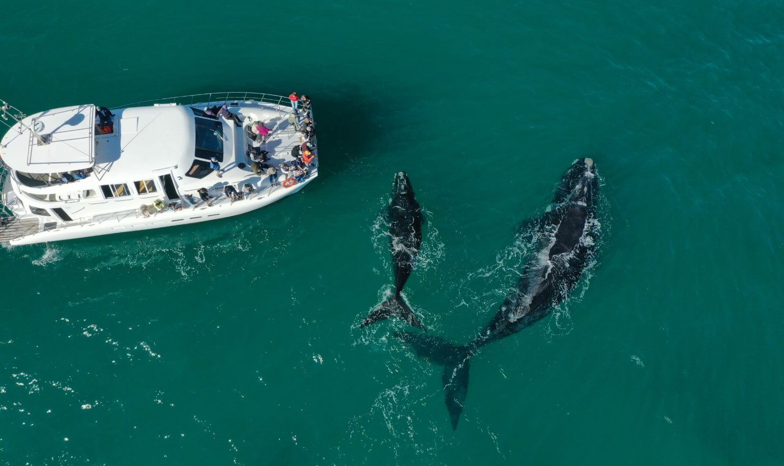 Whale Watching From Cape Town