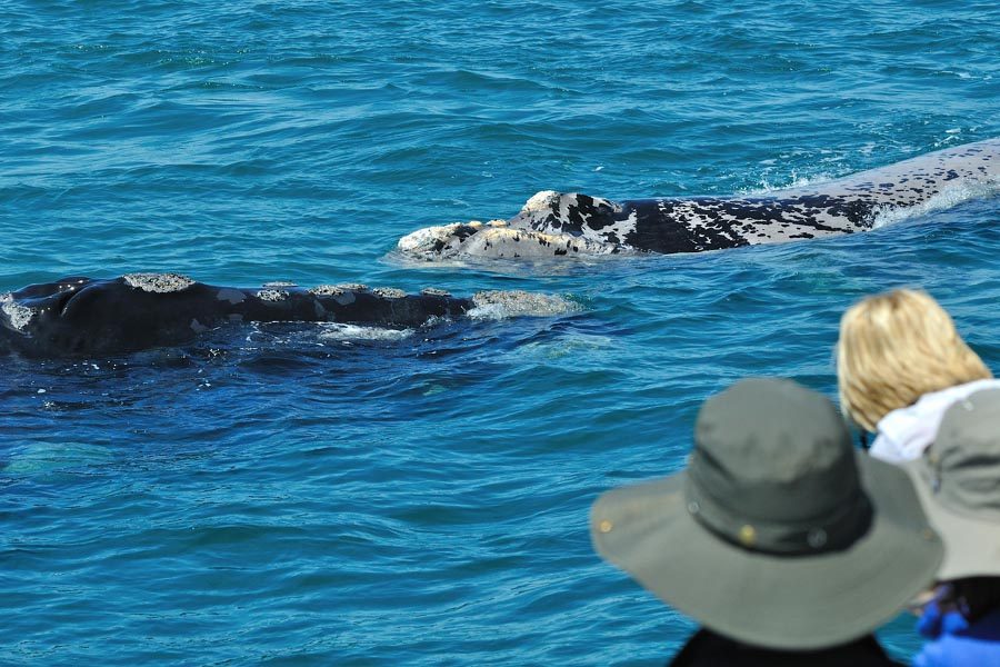 Whale Watching Cape Town Prices