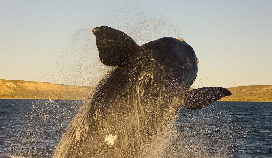 Southern Right Whale Sightings