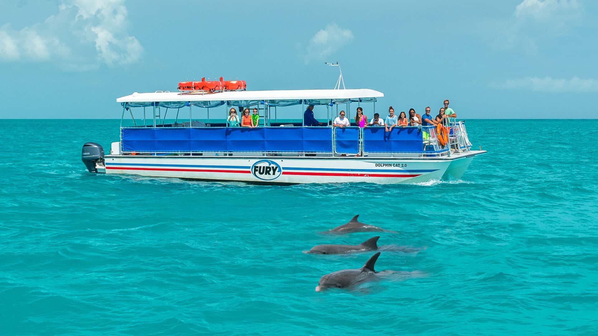 Dolphin Tour Galveston