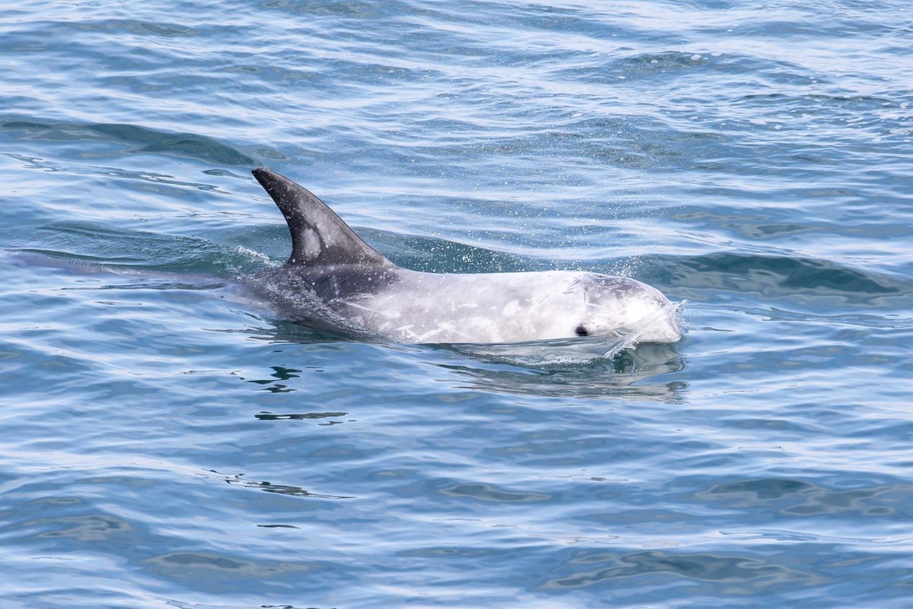 Risso's Dolphins