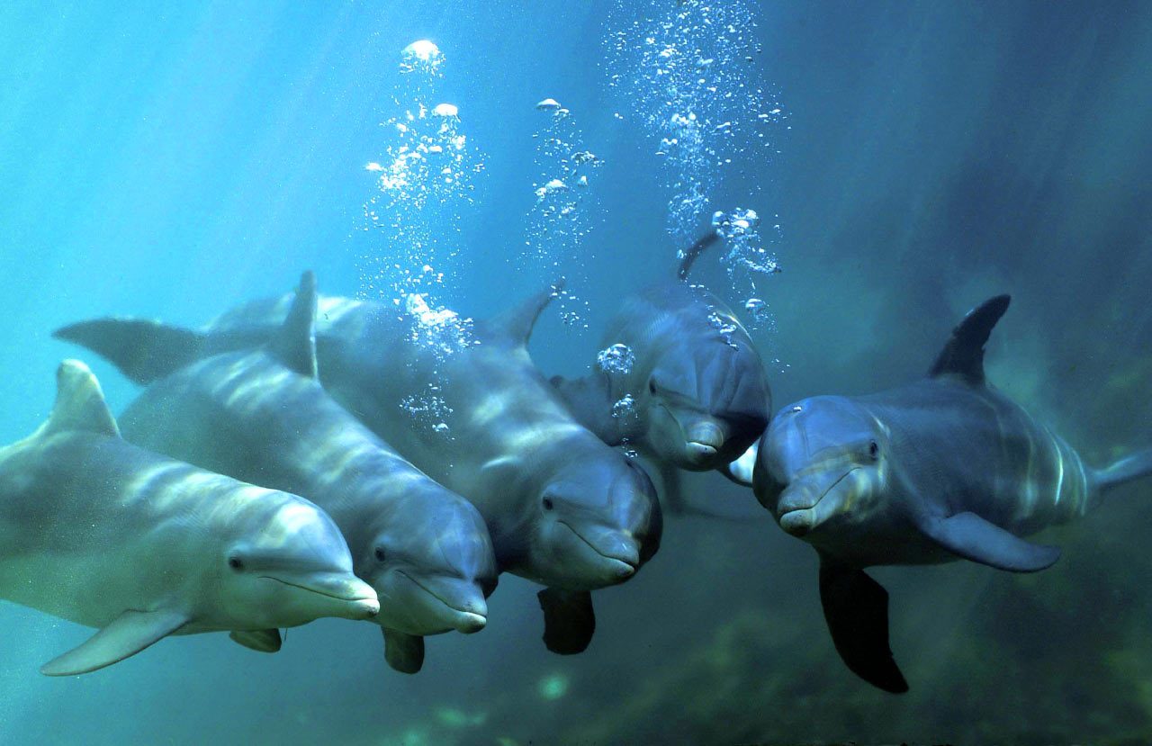 Bottlenose Resident Pod