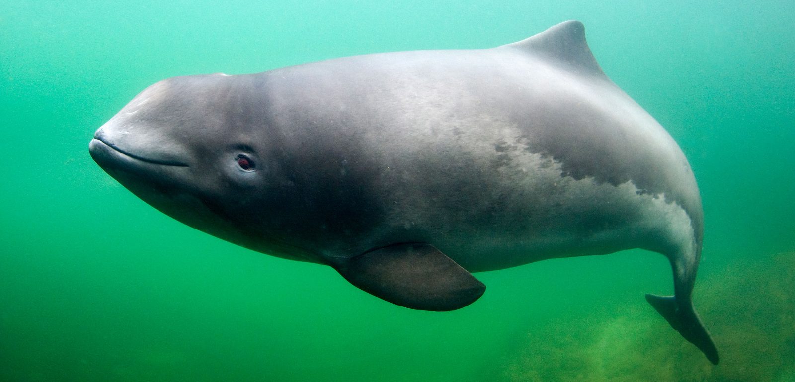 Harbour Porpoises