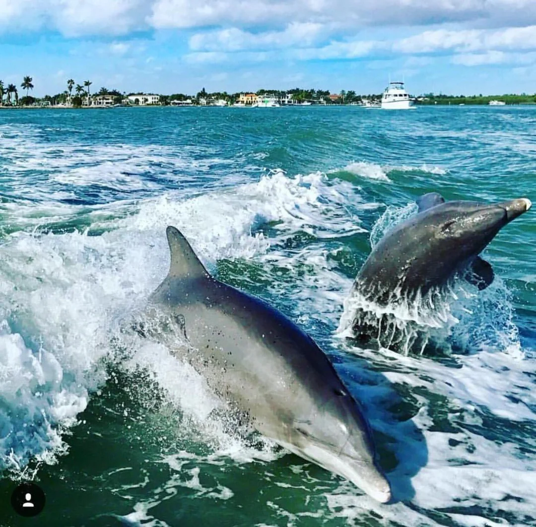 Dolphin Cruise Paihia