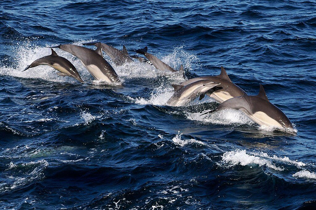 Johns Pass Dolphin Cruise