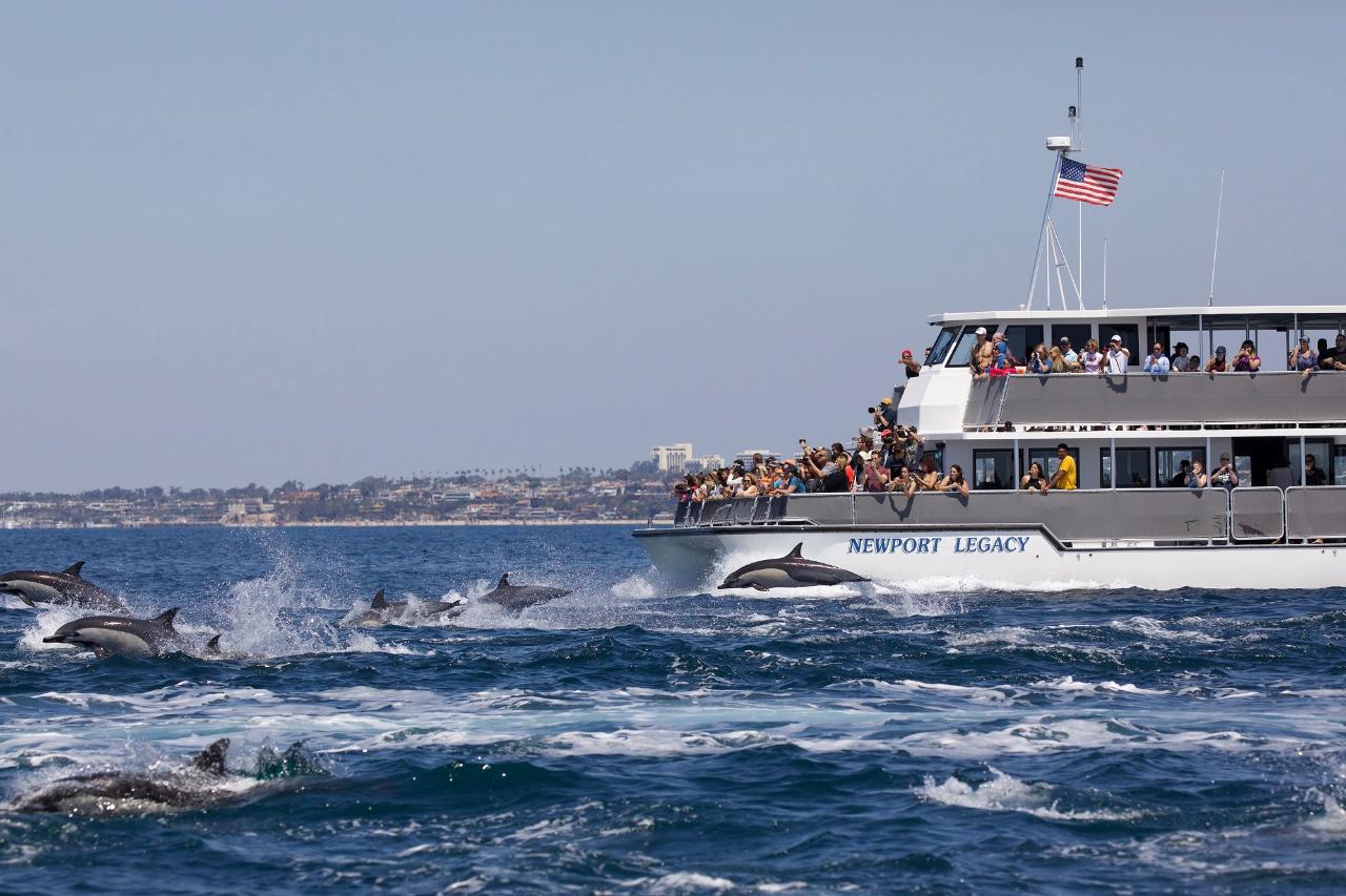 Dolphin Trip Gran Canaria