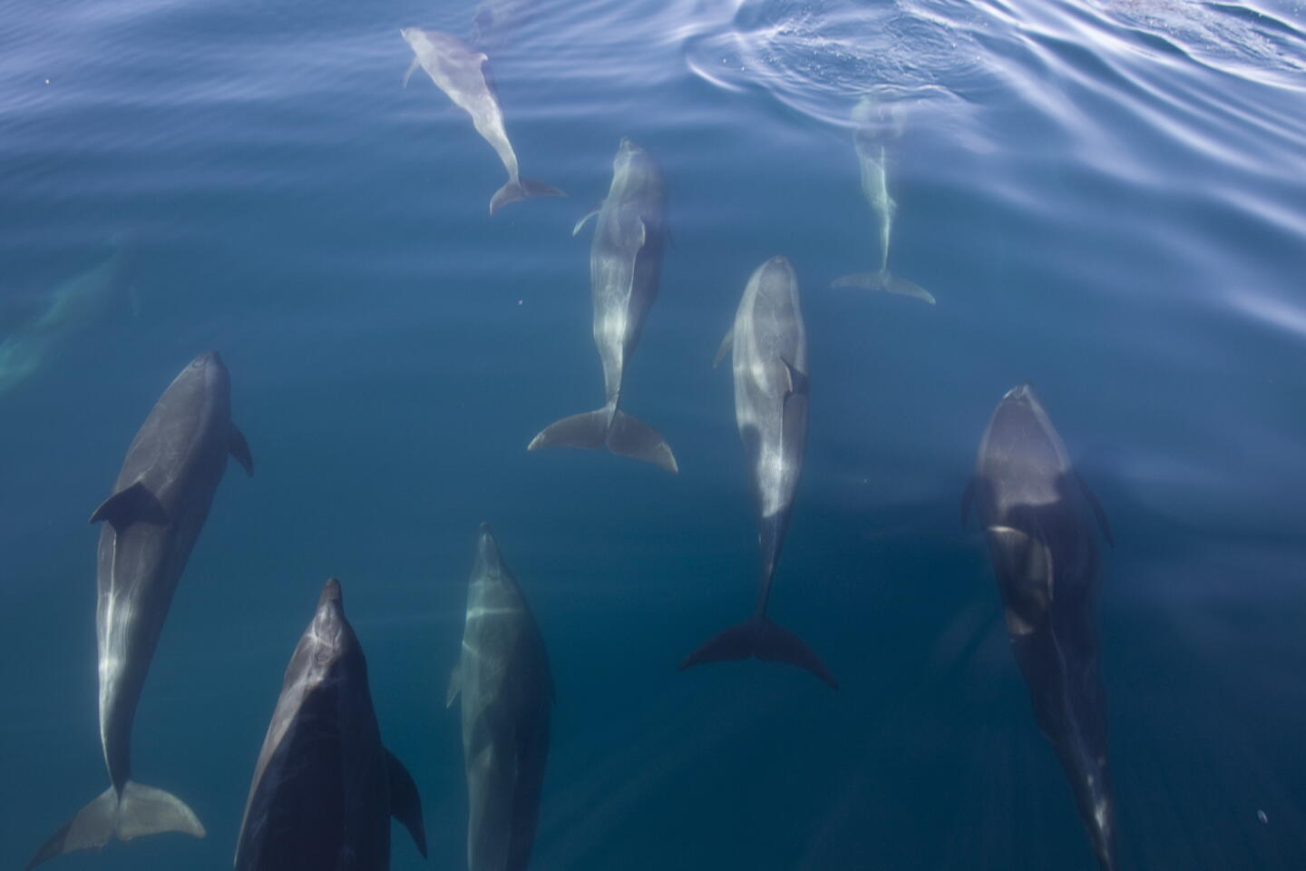 Dolphin Tour Gran Canaria