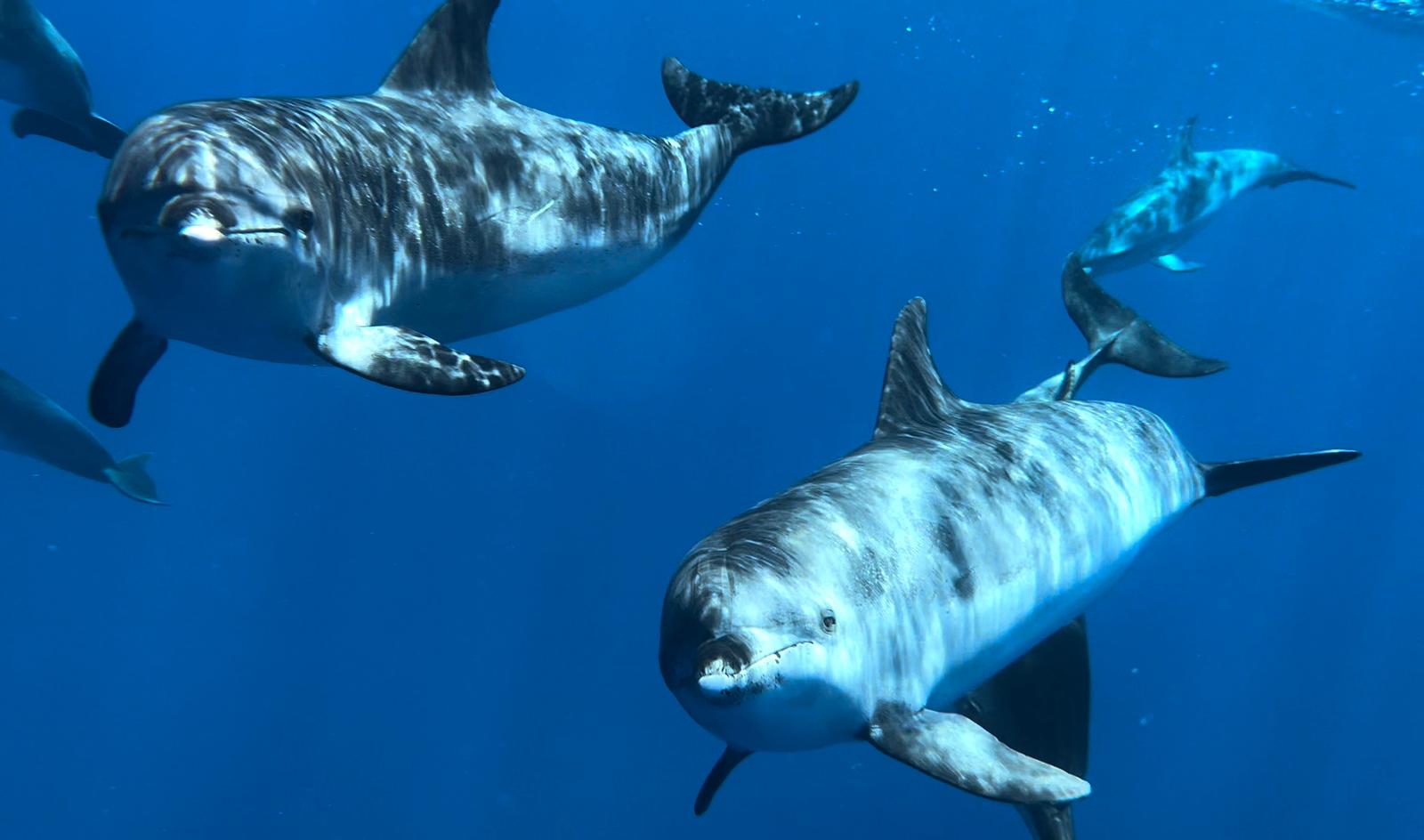 Marine Biodiversity