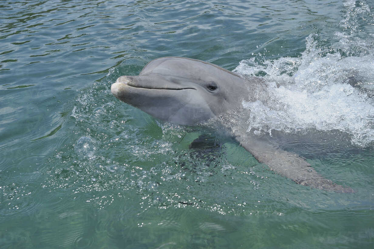 Sandestin Dolphin Cruise
