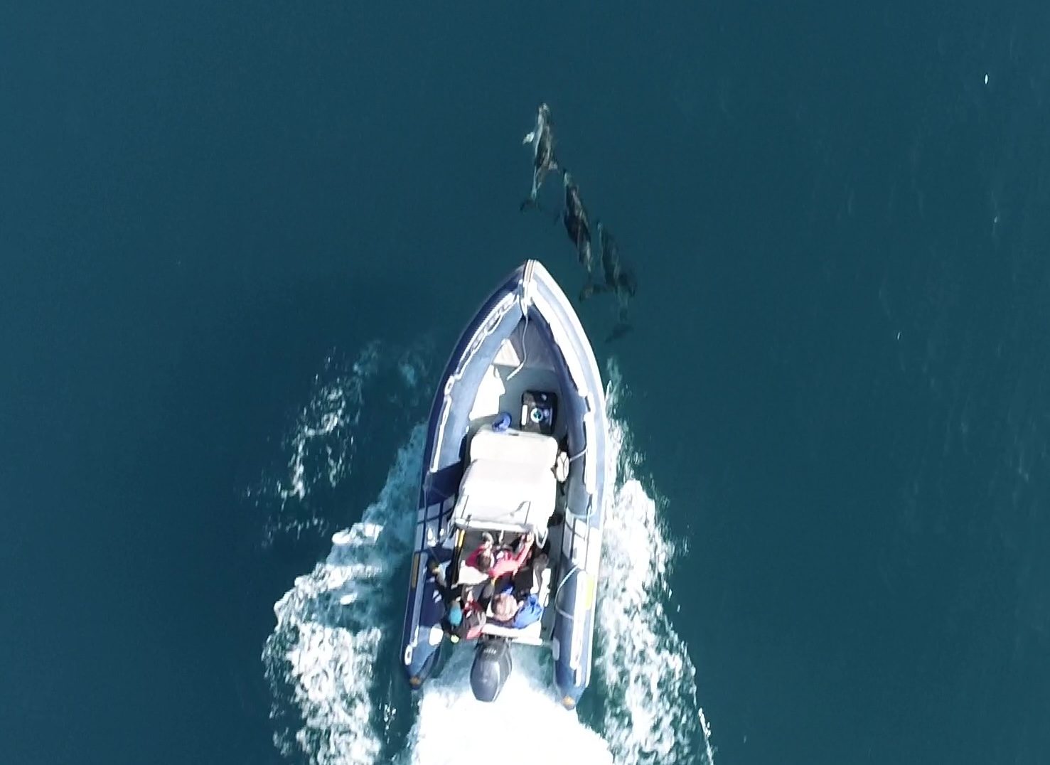 Jervis Bay Dolphin Cruise