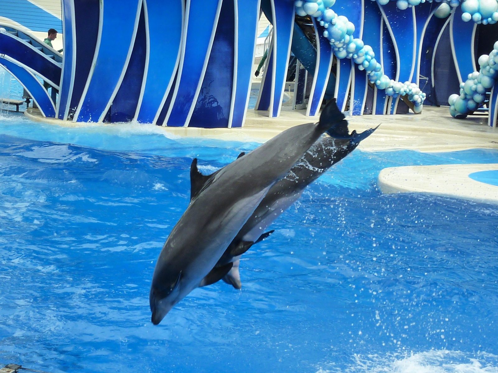 Dolphin Show Hurghada