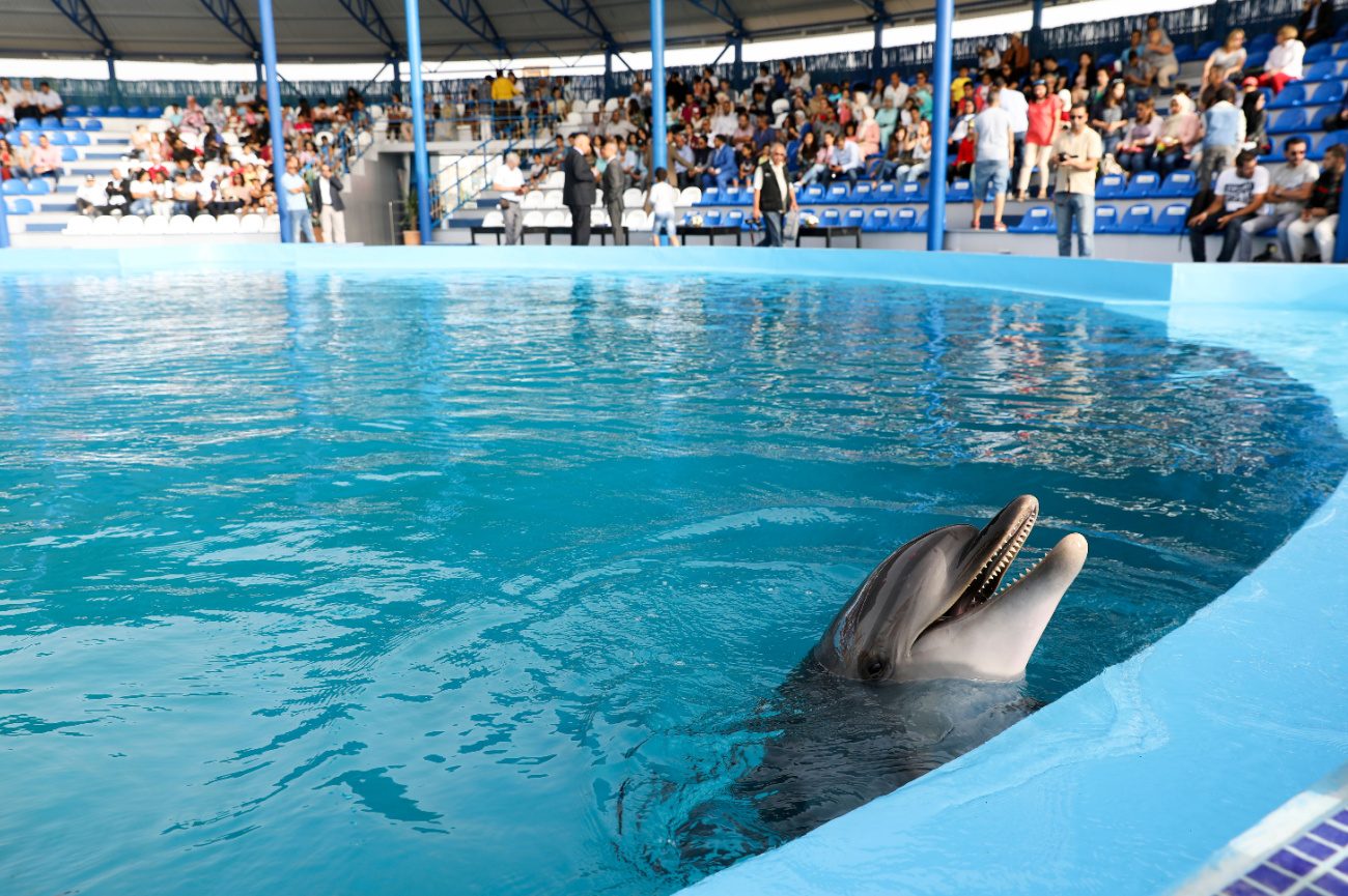 Dolphin Arena
