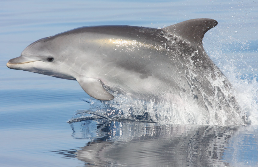 Bottlenose Dolphin Families