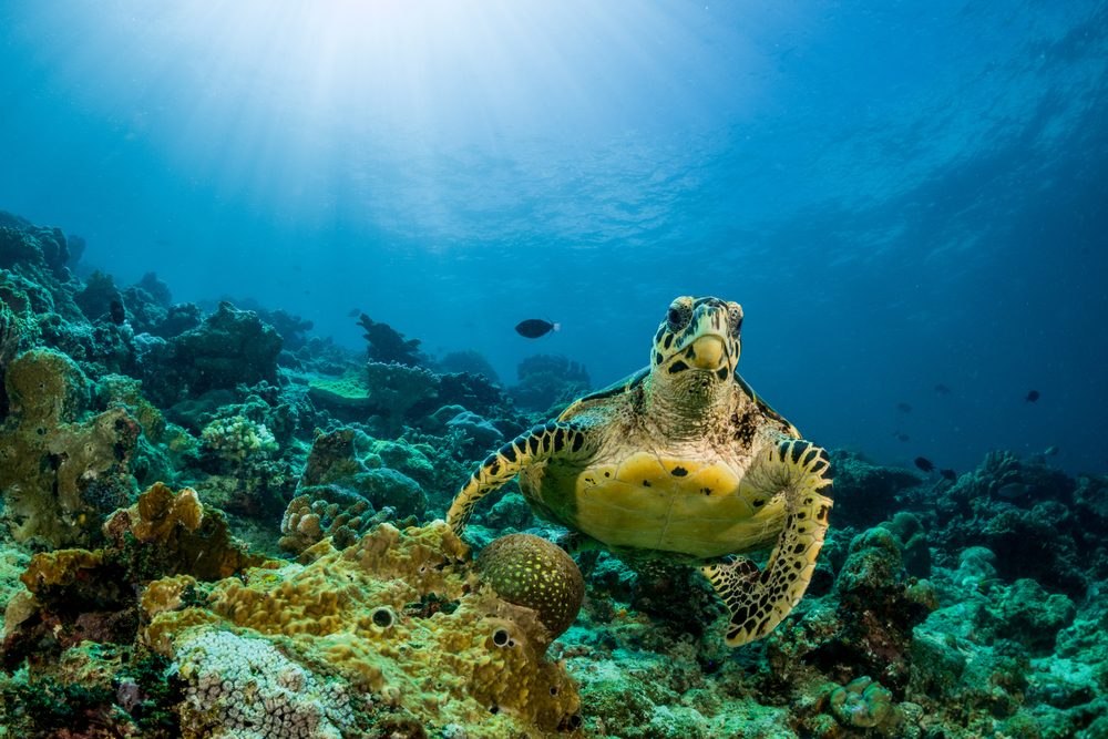 Mediterranean Marine Life