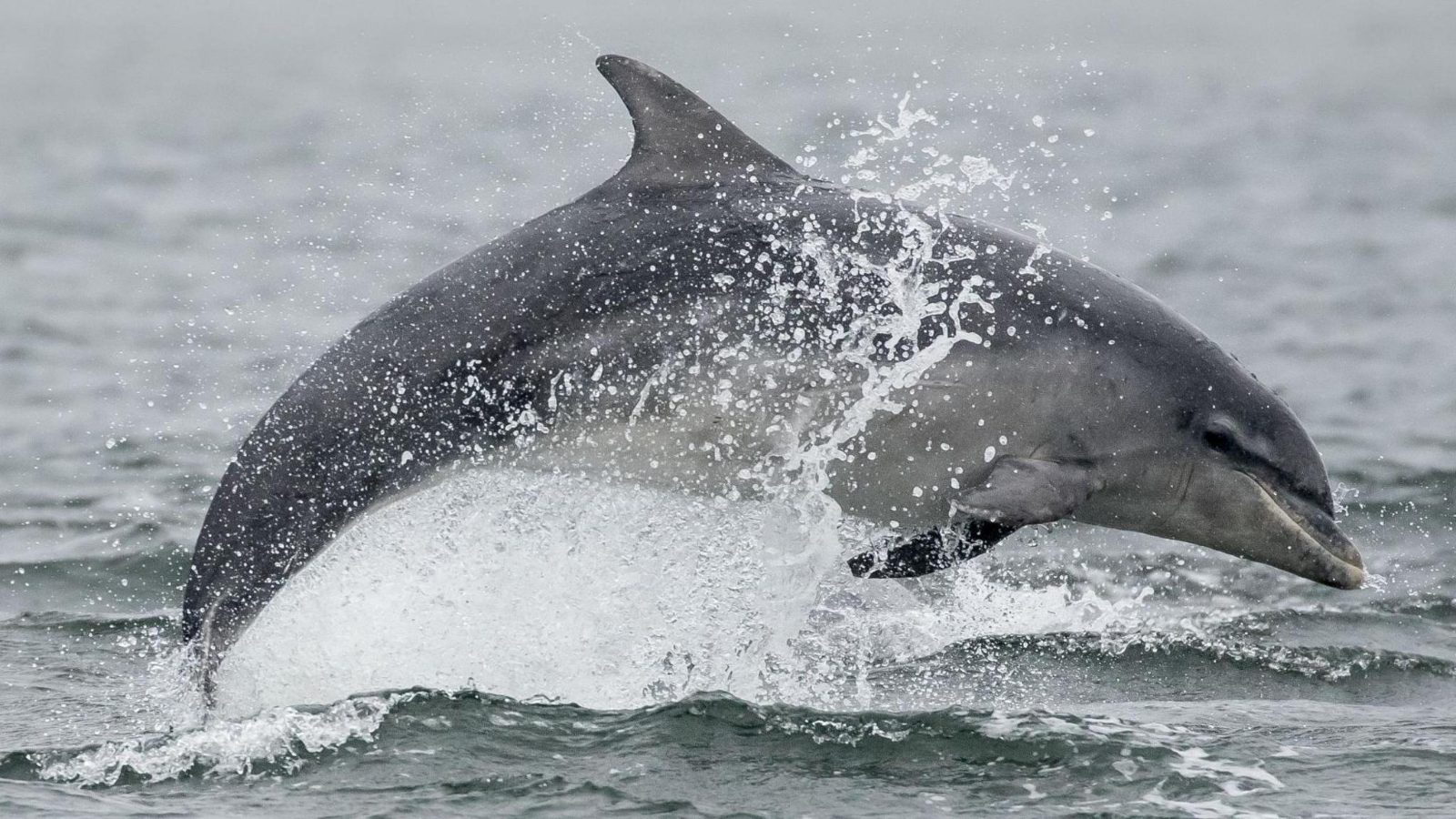 Myrtle Beach Dolphin Cruise