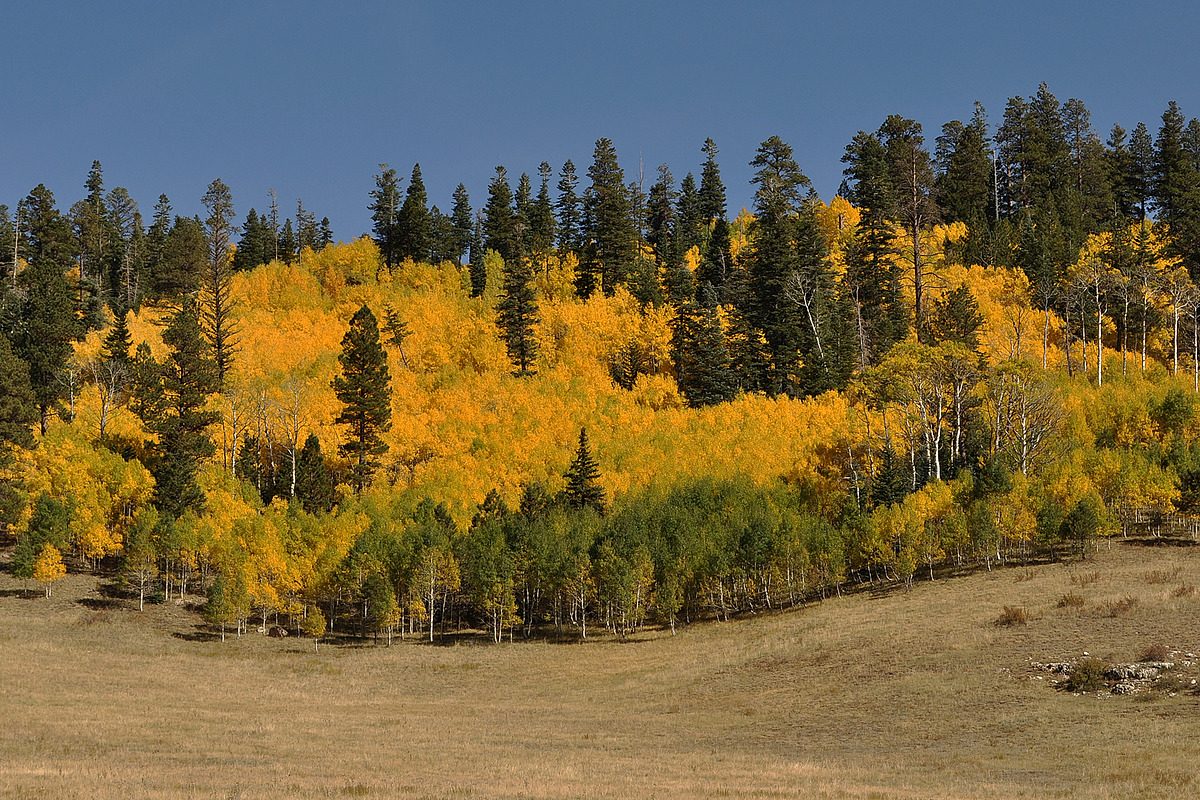 Kaibab National Forest