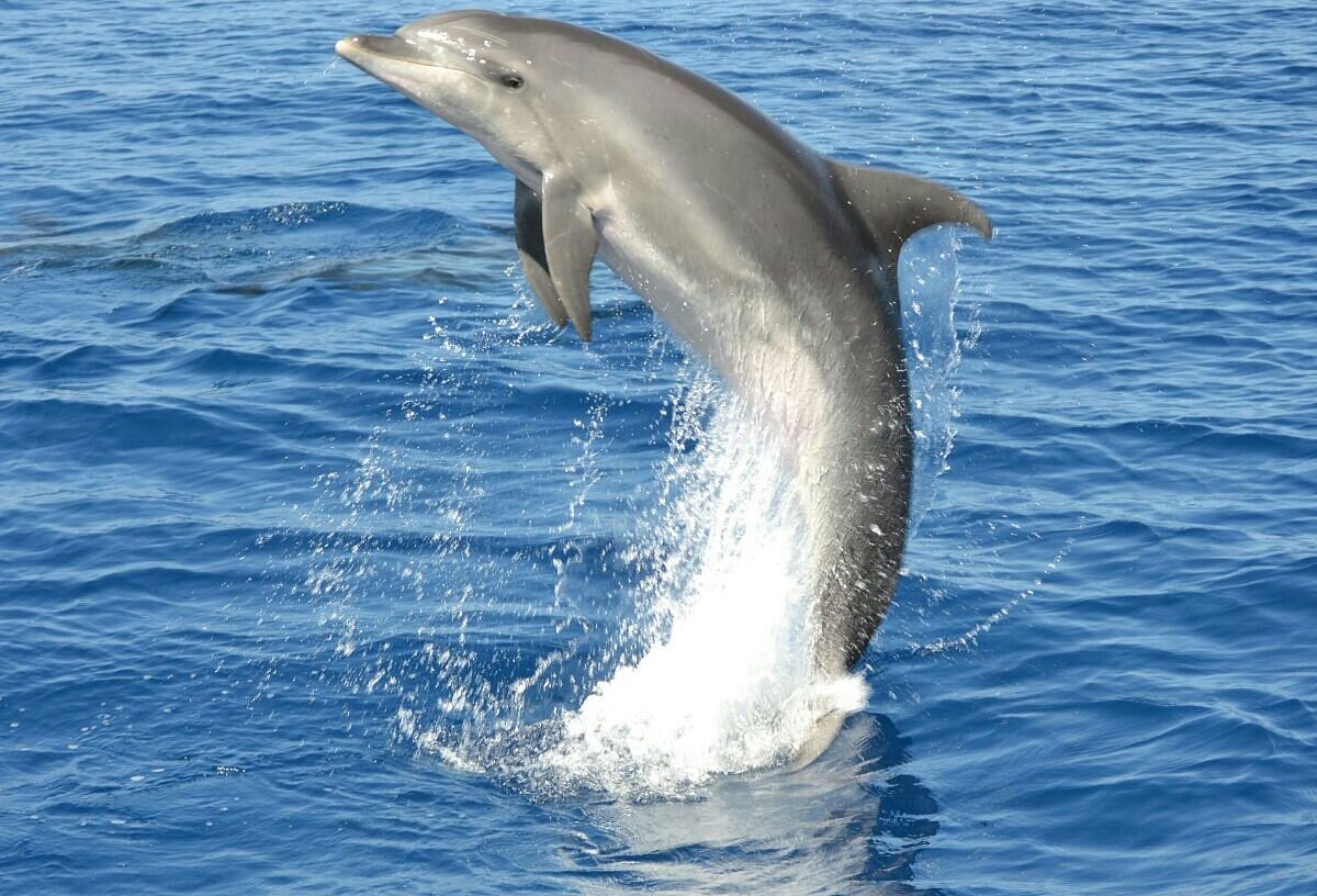 Dolphin Watching Gran Canaria Maspalomas