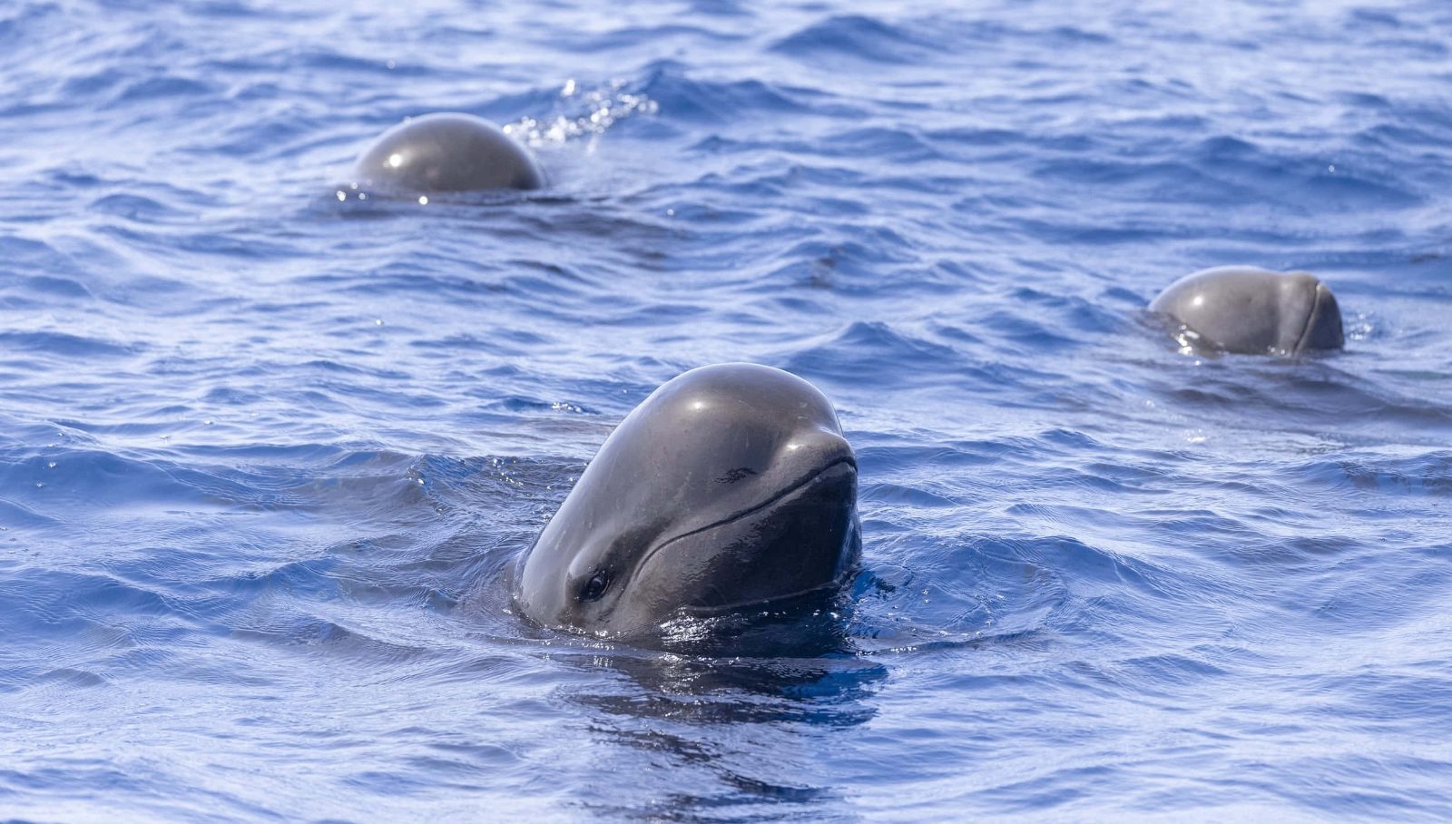 Dolphin Tour Gran Canaria Puerto Rico