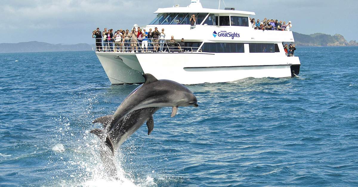 Hole in the Rock Dolphin Cruise From Paihia