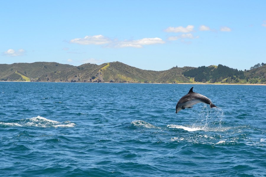 Marine Mammal Habitat