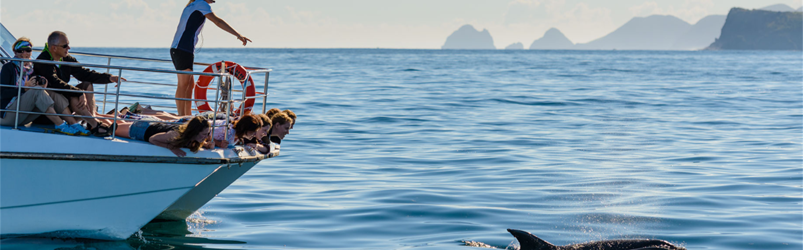 Paihia Dolphin Cruise Prices