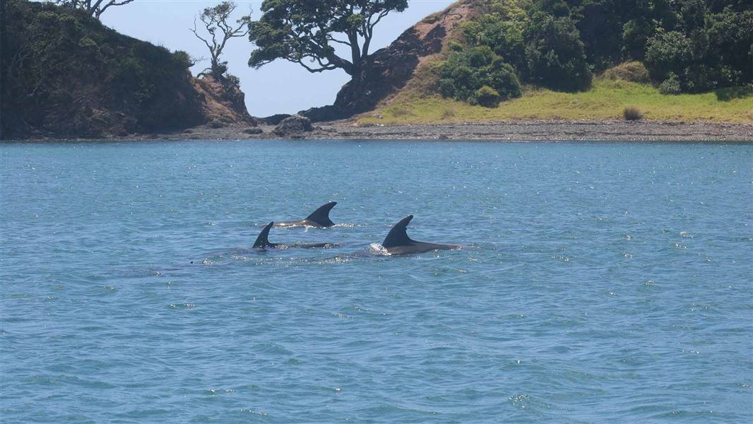 Marine Mammal Sanctuary