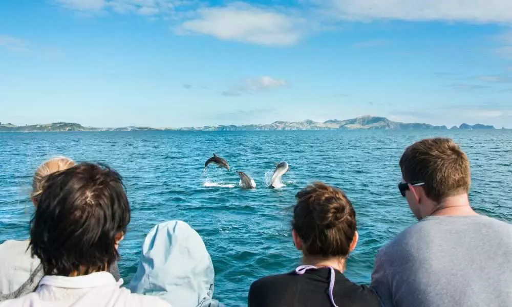 Dolphin Eco Cruise Paihia