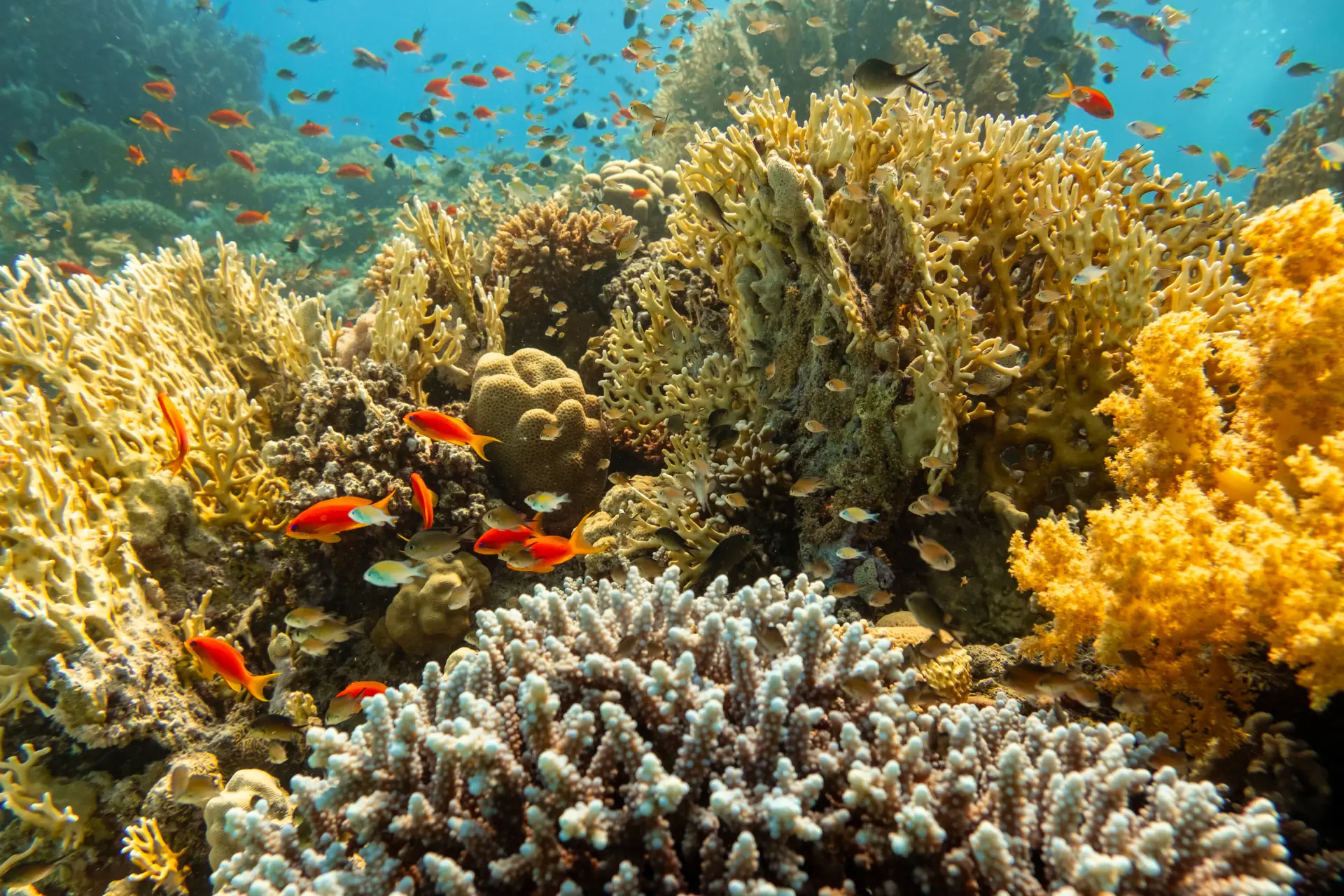 Reef Perimeter