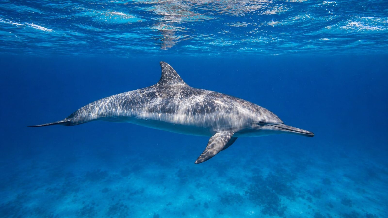 Dolphin House Hurghada Tours